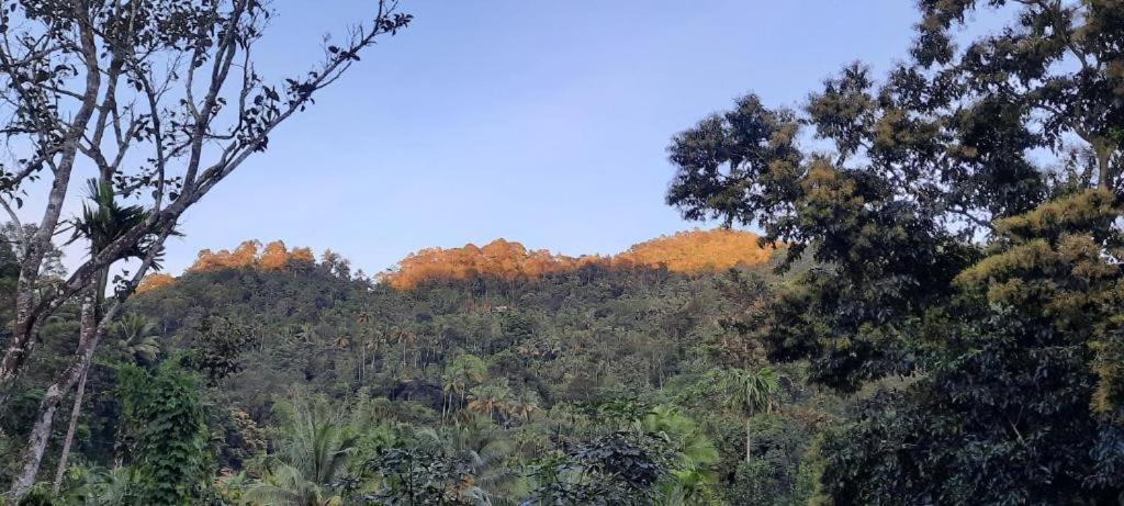 Linn View Home Stay Munnar Zewnętrze zdjęcie